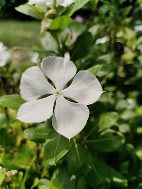 Periwinkle Flower Plant Vinca - Free photo on Pixabay