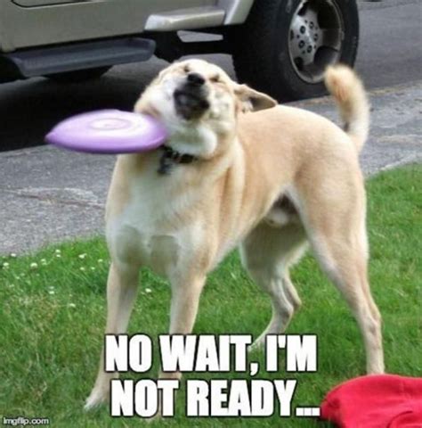 50 hilarious and relatable dog memes for national dog day – Artofit