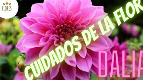 C Mo Cuidar Y Mantener Tus Hermosas Dalias Consejos Efectivos