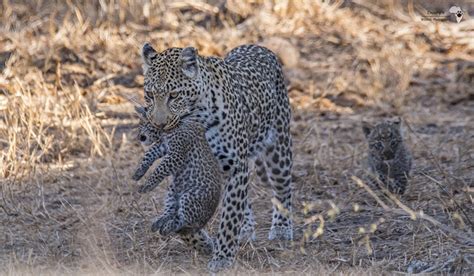 Adorably naughty leopard cubs - Africa Geographic