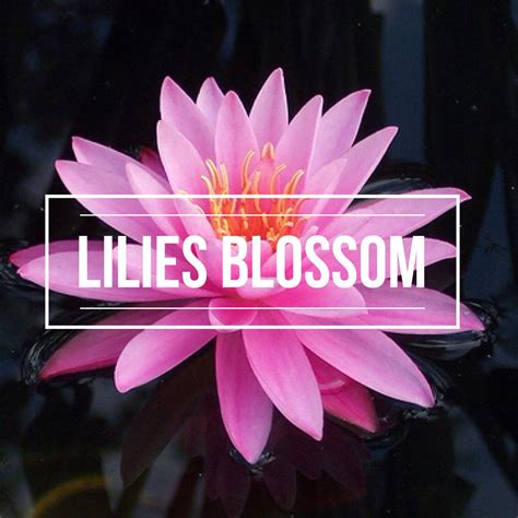 Lilies Blossom International - #AProverbADay . . In All Your Getting