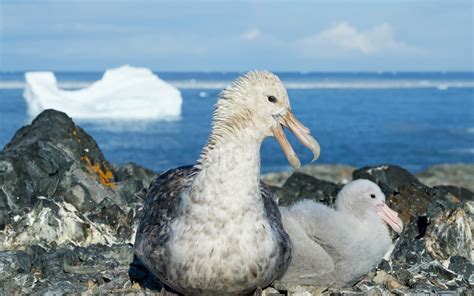 Les Oiseaux en Antarctique Terra Antarctica Voyages Croisières