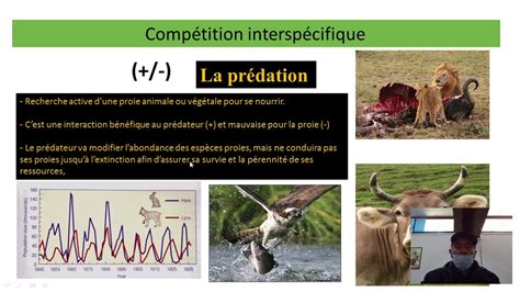 Ecologie GÉnÉrale Ii Vidéo Dynamique Des Populations Partie 4 Youtube