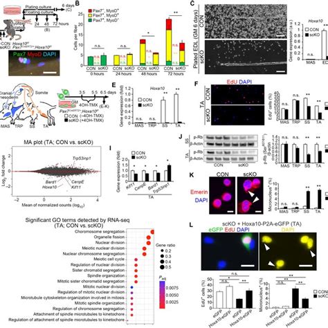 Hox A Cluster Locus Is Hypermethylated In Limb Muscles And Associated