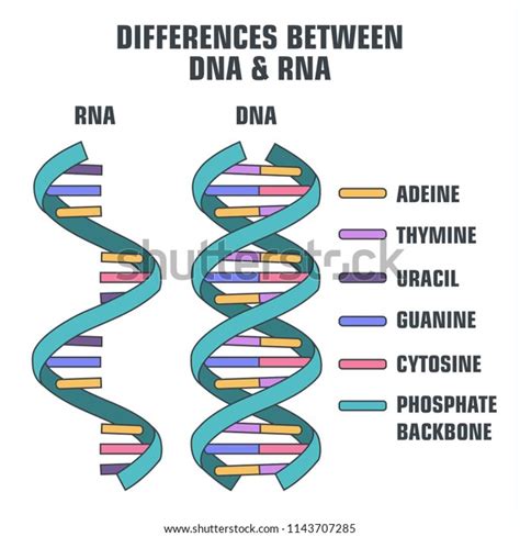 Vector Scientific Icon Spiral Dna Rna Stock Vector Royalty Free