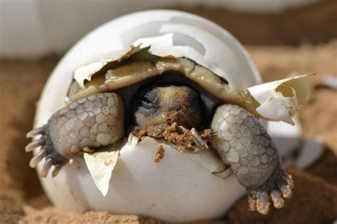 Mojave Desert Tortoise Facts, Pictures, Video & In-Depth Information