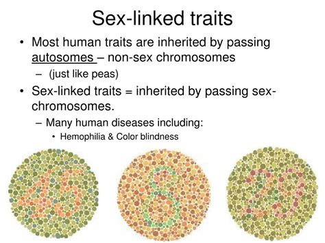 Ppt Patterns Of Heredity Powerpoint Presentation Free Download Id6644182