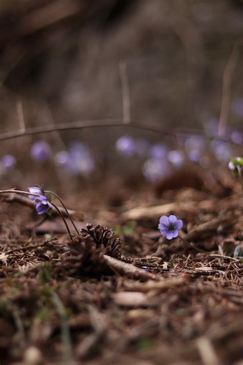 Violet Flower Nature Free Photo On Pixabay Pixabay