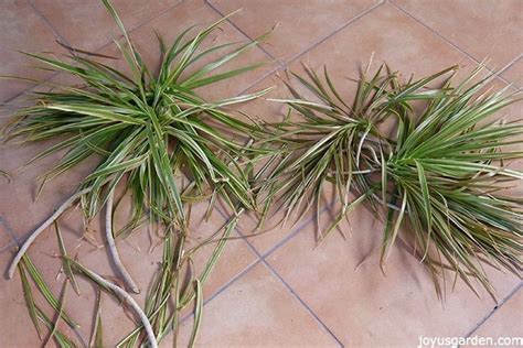 How To Prune A Dracaena Marginata Dragon Tree House Tree Plants