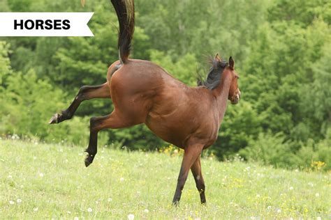 Is Your Horse Kicking Heres What You Can Do Illumiseen