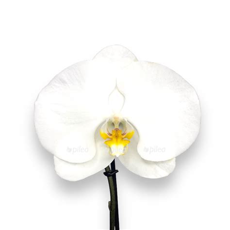 Фаленопсис Синголо купить в Москве с доставкой в интернет магазине Pilea