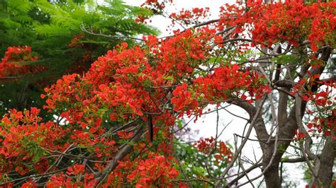 Blue Flamboyant Tree