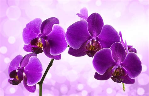 Mes Pratiques L Orchid E