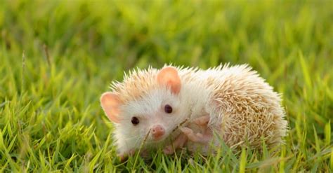 What’s a Baby Hedgehog Called + 4 More Amazing Facts - A-Z Animals