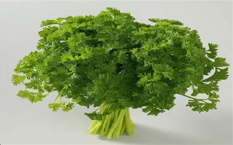 Growing Parsley From Seed A Step By Step Guide