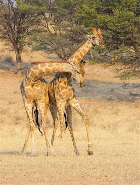 Premium Photo | Fighting giraffe