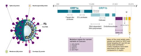 Sars Cov Variant Identification And Detection Lgc Biosearch