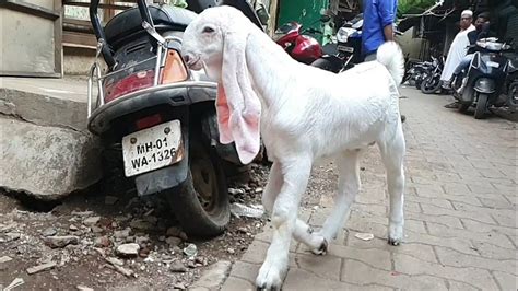 The Best Indian Gulabi Goat Kid Mumbai Goats Youtube