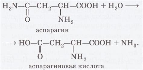 Аспарагиновая кислота: формула, свойства, применение, побочные эффекты ...