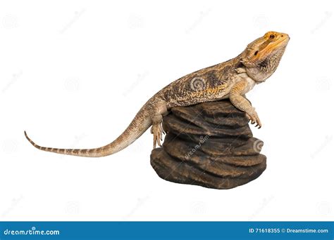 Bearded Dragon On A Rock Stock Image Image Of Sits Pogona 71618355