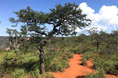 APWR Um Dos Hotspots De Biodiversidade Do Mundo Cerrado Pode Entrar