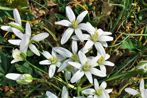 Cómo cultivar y cuidar la flor Estrella de Belén BestHome365