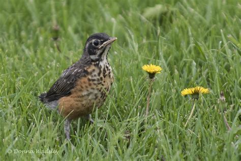 American Robin Fledgling Learning To Fly | Photos by Donna