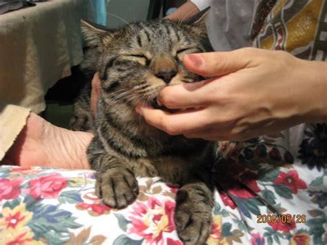 猫の習性 指しゃぶり おまけ ねりまねこ・地域猫