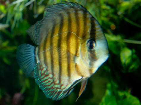 Harga Ikan Discus Newstempo