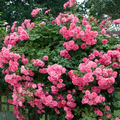 'Zéphirine Drouhin' Climbing Rose | Great Garden Plants