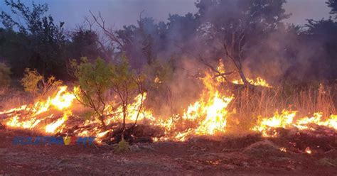 Cuaca Panas Melampau Pembakaran Hutan Tingkat Kes Kebakaran Di Sabah