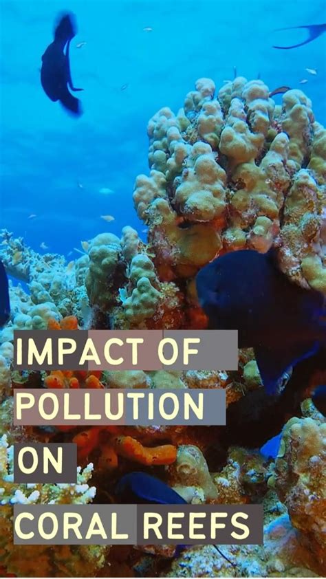 Impact Of Pollution On Coral Reefs In 2023 Environmental Science