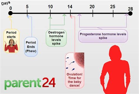 Ovulation Conception Implantation Timeline