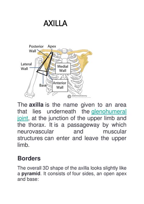 The Axilla Region Borders Contents Teachmeanatomy Off