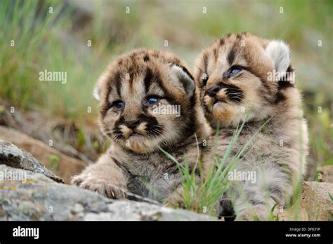 Mountain Lion Felis Concolor Kittens Stock Photo Alamy