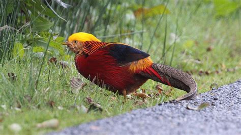 Golden Pheasant Facts Information And Pictures Popular Bird By