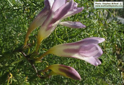 Freesia × Kewensis Red River Freesia The