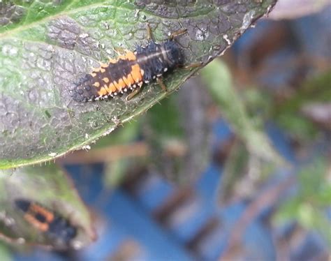 Harlequin ladybird larvae - ZooChat