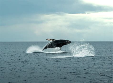 Maui Whale Watching Guide: Everything You Need to Know - Uprooted Traveler