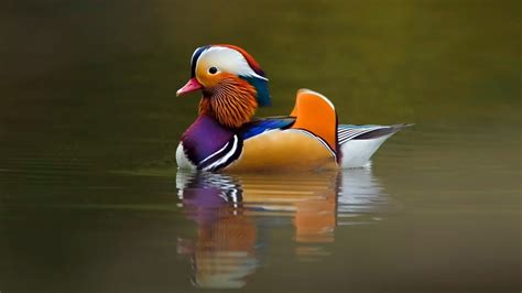 Nature Animals Ducks Mandarin Duck Animals Ducks Hd Art Nature