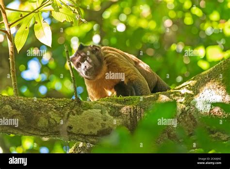 Tufted Capuchin Monkey Hi Res Stock Photography And Images Alamy