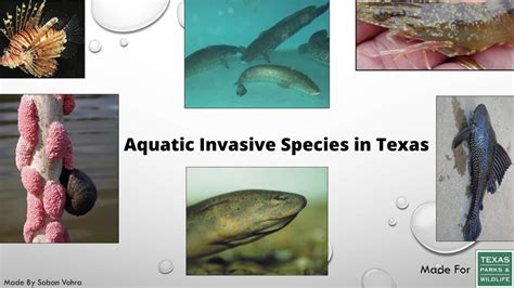 Aquatic Invasive Species In Texas Youtube