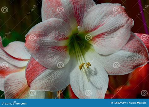 Una Foto Del Primer De Un Hippeastrum Hermoso De La Flor De La Amarilis