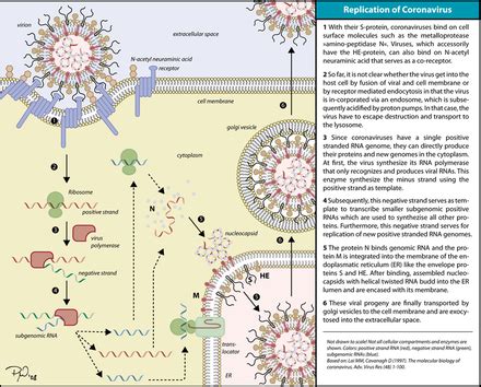 Viral replication - Wikipedia