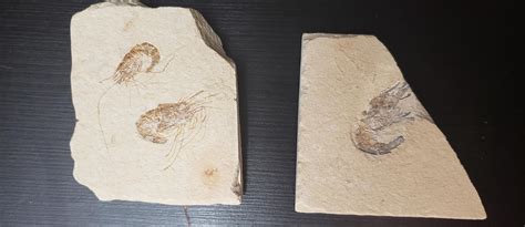 These are 2 shrimp fossils from my collection : r/shrimptank