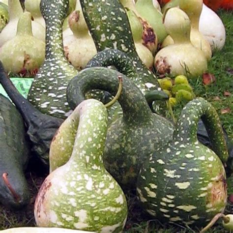 Large Mixed Gourd Lagenaria Siceraria Myseedsco