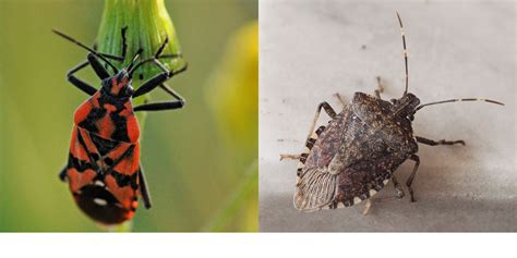 These Stink Bug Pictures Will Help You Identify Common Species in the U.S.