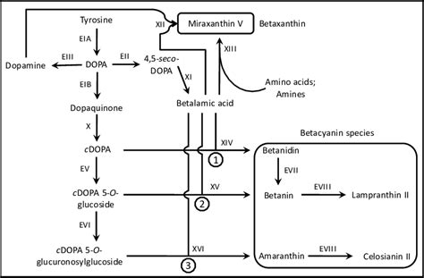 A Simplified Illustration Of The Betalain Biosynthetic Pathway