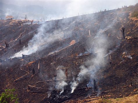 Slash And Burn Agriculture Photograph by Bjorn Svensson