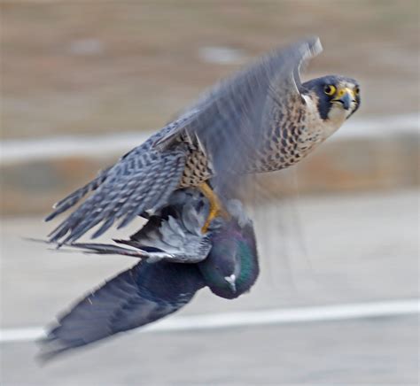 Peregrine Falcon Hunting Pigeon